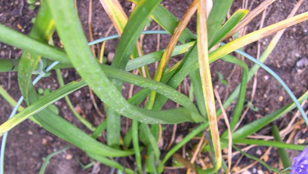 geCAOSETERP