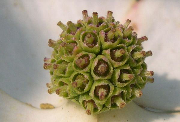 ���}�{�E�V���O�T�E�U�E�S