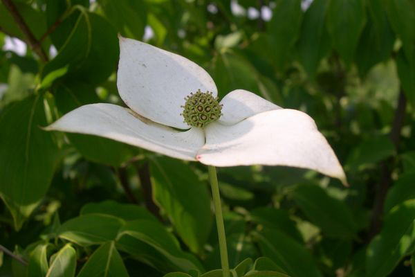 ���}�{�E�V���O�T�E�W�E�P�X