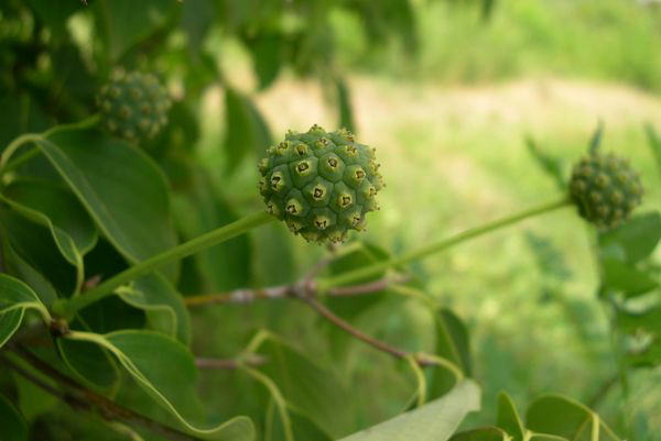 ���}�{�E�V���O�T�E�W�E�P�X