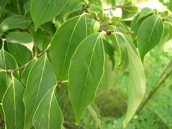 ���}�{�E�V���O�T�E�W�E�P�X