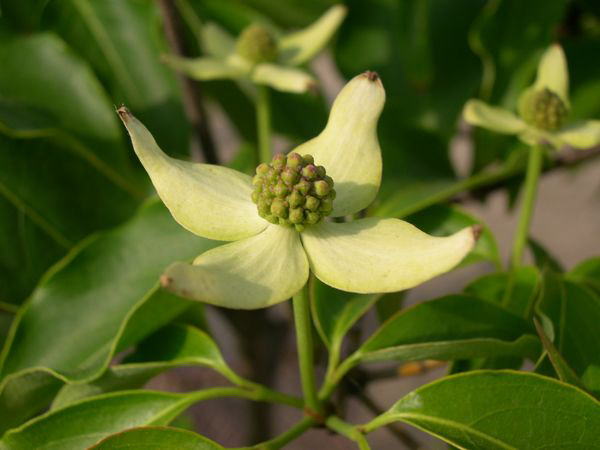 ���}�{�E�V���O�S�E�T�E�W