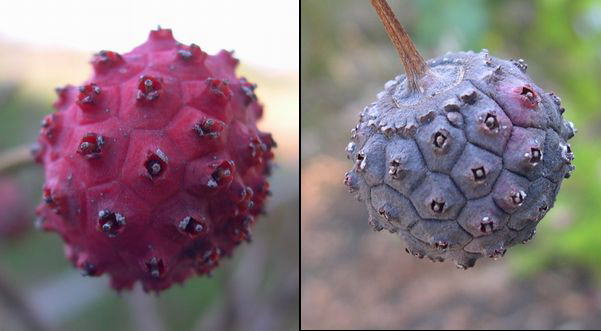 ���}�{�E�V���O�R�E�P�O�E�W