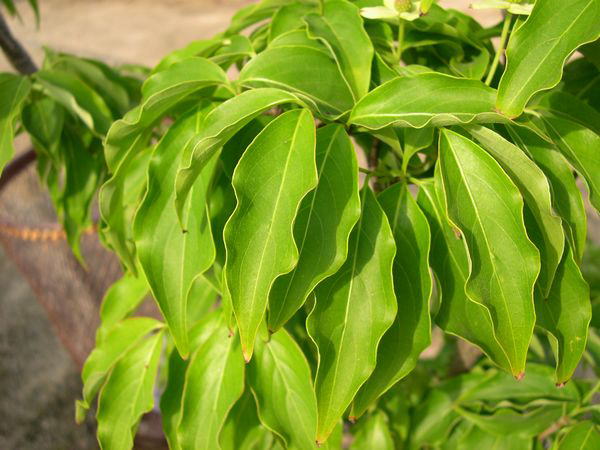 ���}�{�E�V���O�S�E�T�E�W