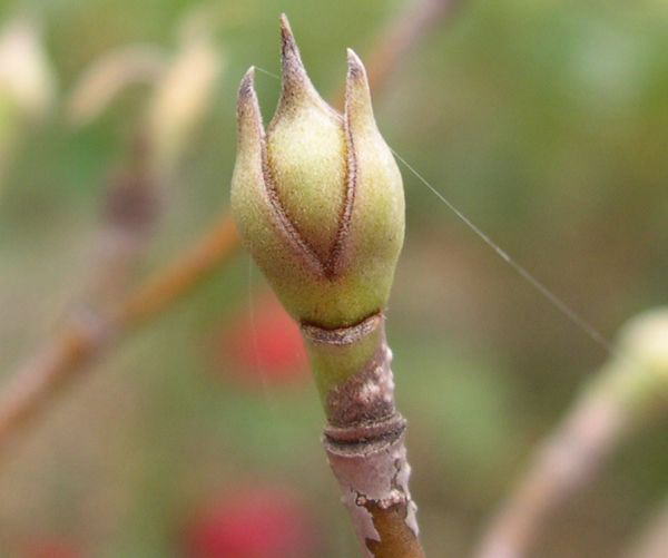 ���}�{�E�V���O�R�E�P�O�E�P�U