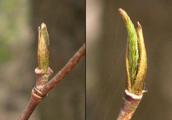 ���}�{�E�V���O�V�E�S�E�P�O