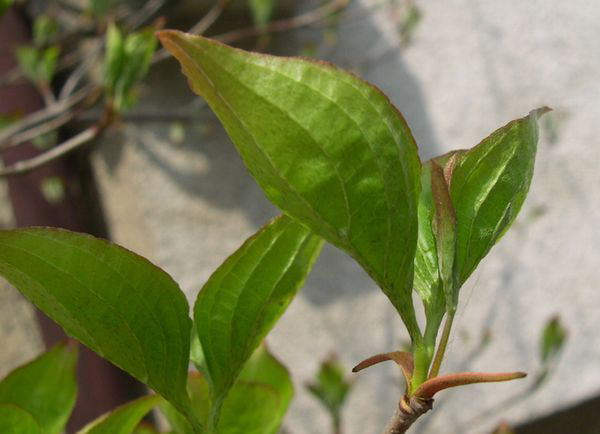 ���}�{�E�V���O�V�E�S�E�P�O