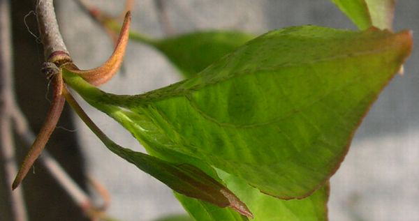 ���}�{�E�V���O�V�E�S�E�P�O